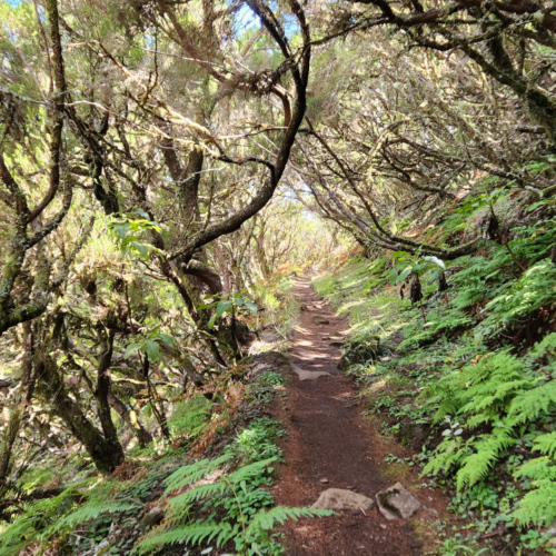 Sentier sous le Mirador Bica da Cana. Madère, Mirador Bica da Cana.