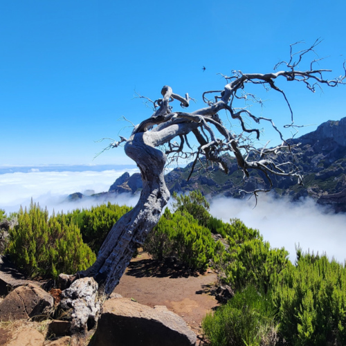 Le Pico Ruivo. Madère, Le Pico Ruivo.