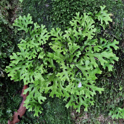 Fougère non identifiée. Madère, forêt laurifère.