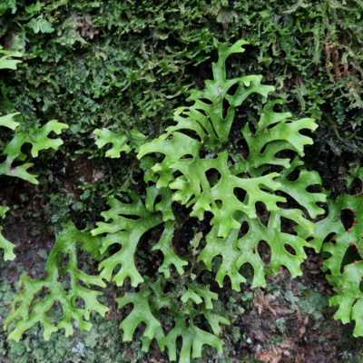 Fougère non identifiée. Madère, forêt laurifère.
