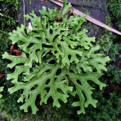 Fougère non identifiée. Madère, forêt laurifère.