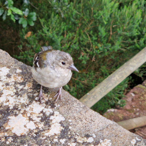 Les oiseaux attendent les miettes à la maison forestière. Madère - Rabaçal - 25 Fontes.