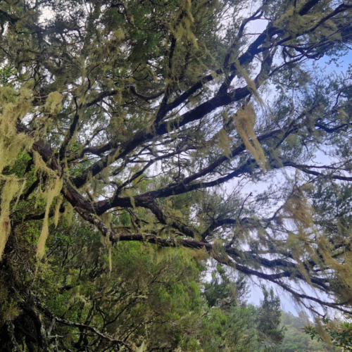 Randonnée Caldeirão Verde. Madère, Caldeirao Verde.