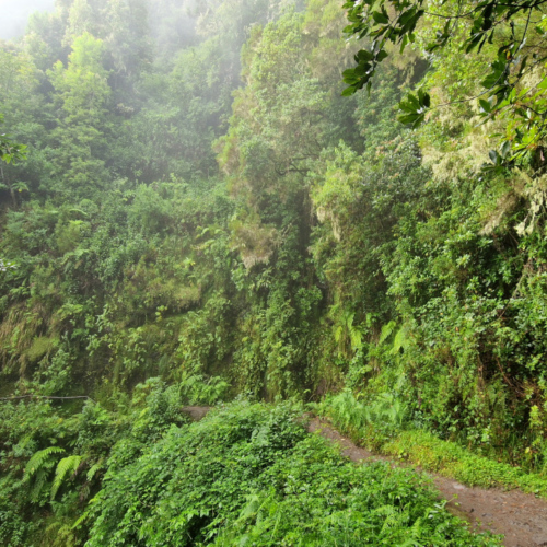 Randonnée Caldeirão Verde. Madère, Caldeirao Verde.