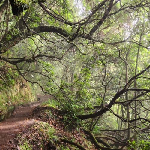 Randonnée Caldeirão Verde. Madère, Caldeirao Verde.