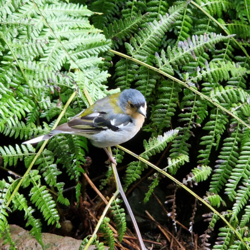 Randonnée Caldeirão Verde. Madère, Caldeirao Verde.