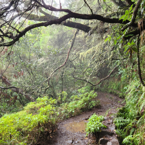 Randonnée Caldeirão Verde. Madère, Caldeirao Verde.