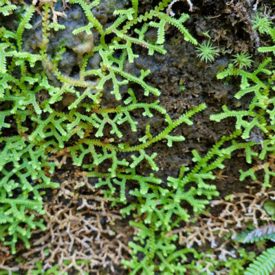 Selaginella denticulata Madère, forêt laurifère.