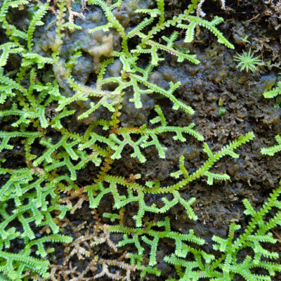 Selaginella denticulata Madère, forêt laurifère.