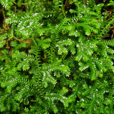 Selaginella stenophylla Madère, forêt laurifère.
