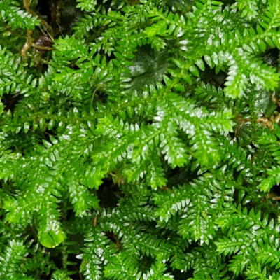 Selaginella stenophylla Madère, forêt laurifère.