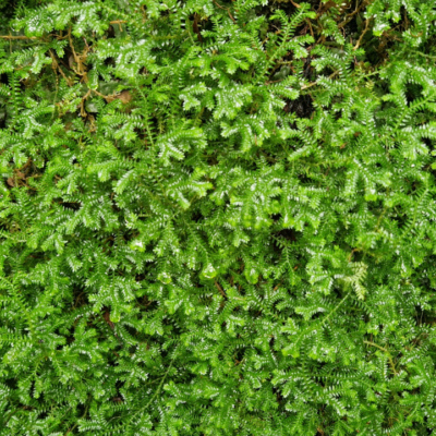Selaginella stenophylla Madère, forêt laurifère.