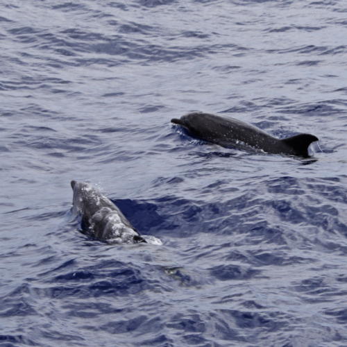 Sortie en Catamaran. Quelques dauphins nous entourent. Madère, Funchal.