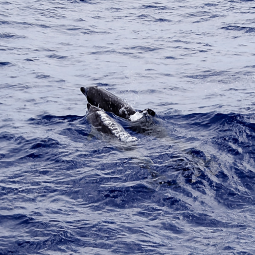 Sortie en Catamaran. Quelques dauphins nous entourent. Madère, Funchal.