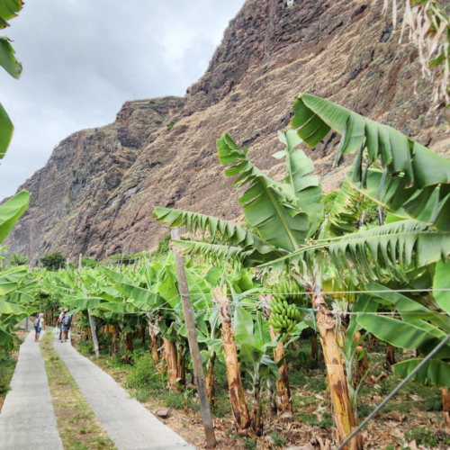 Le chemin menant au restaurant. Madère, Calheta.