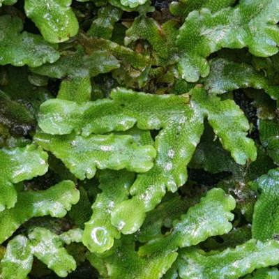 Trichomanes cuspidatum Madère, forêt laurifère.
