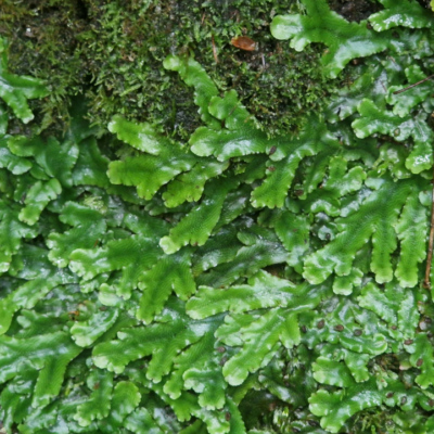 Trichomanes cuspidatum Madère, forêt laurifère.