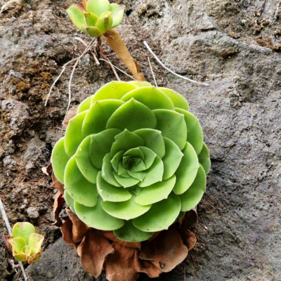 Aeonium glandulosum. Madère.