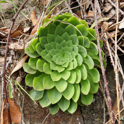 Aeonium glandulosum. Madère.