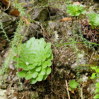 Aeonium glandulosum. Madère.