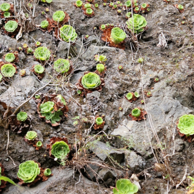 Aeonium glandulosum. Madère.