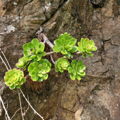 Aeonium glutinosum. Madère.