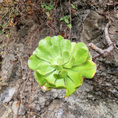 Aeonium glutinosum. Madère.