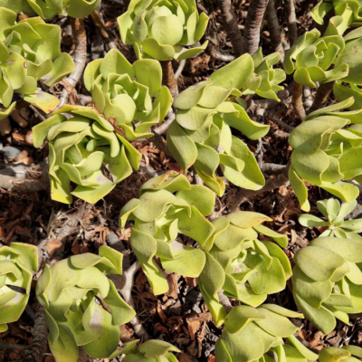 Aeonium lancerottense. Madère.