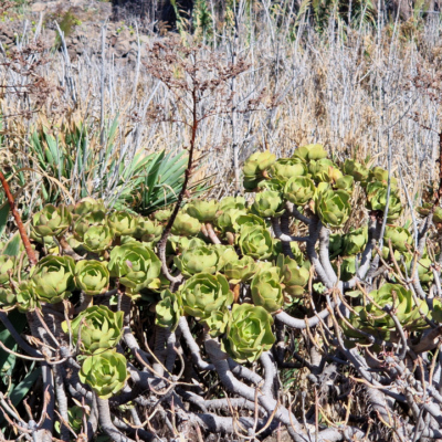 Aeonium lancerottense. Madère.
