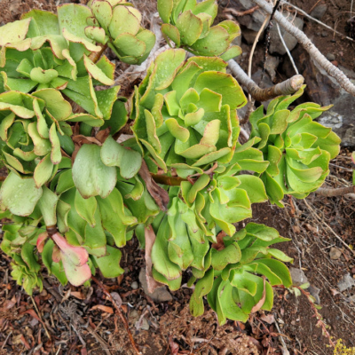 Aeonium lancerottense. Madère.