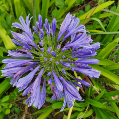Agapanthus umbellatus. Agapanthus umbellatus.