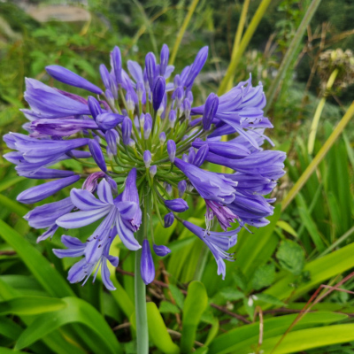 Agapanthus umbellatus. Agapanthus umbellatus.