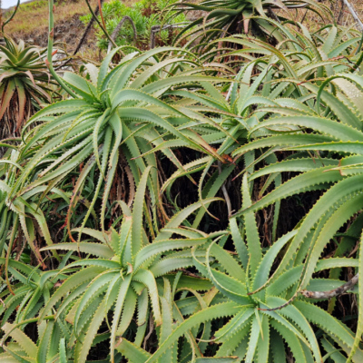 Aloe arborescens. Madère.