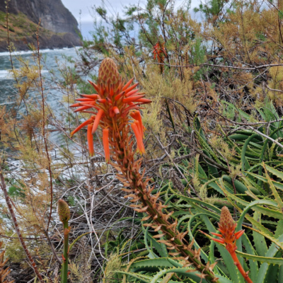 Aloe arborescens. Madère.