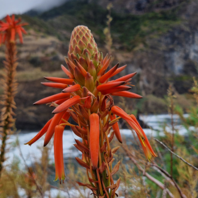 Aloe arborescens. Madère.