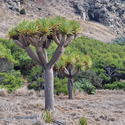 Dracaena draco. Madère.