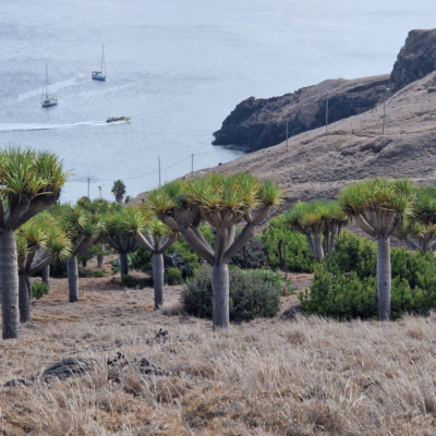 Dracaena draco. Madère.