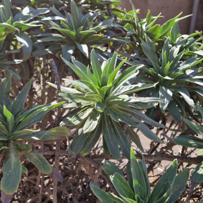 Echium candicans. Madère.
