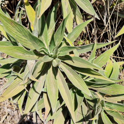 Echium candicans. Madère.