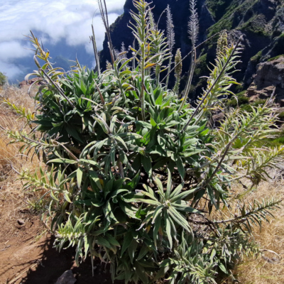 Echium candicans. Madère.
