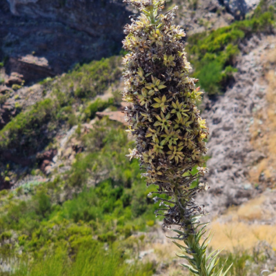 Echium candicans. Madère.