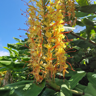 Hedychium gardnerianum. Madère.