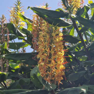 Hedychium gardnerianum. Madère.