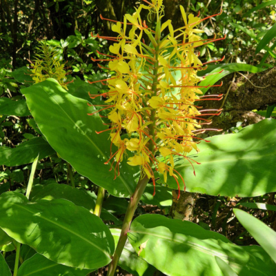 Hedychium gardnerianum. Madère.