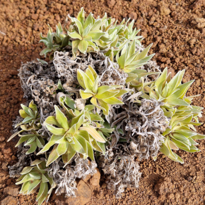 Helichrysum devium. Madère.