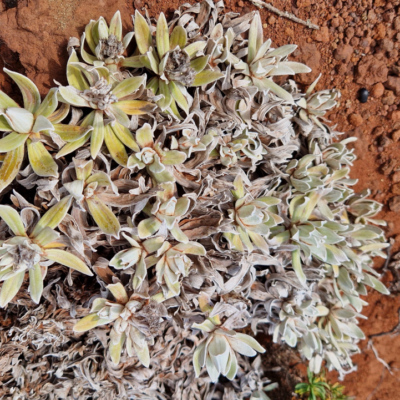 Helichrysum devium. Madère.
