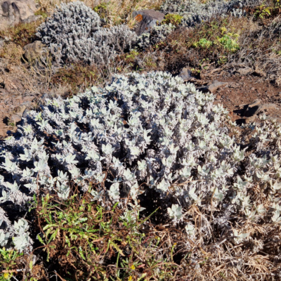 Helichrysum devium. Madère.