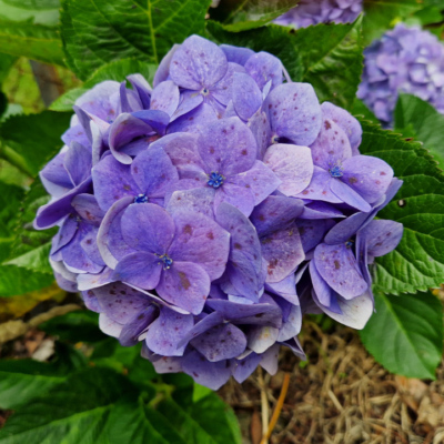 Hydrangea macrophylla Madère.