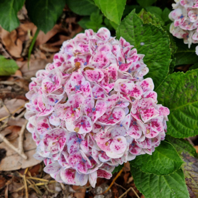 Hydrangea macrophylla Madère.