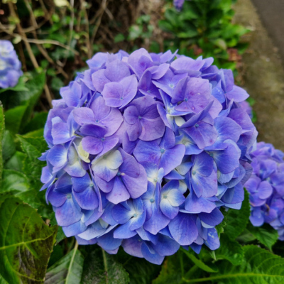 Hydrangea macrophylla Madère.
